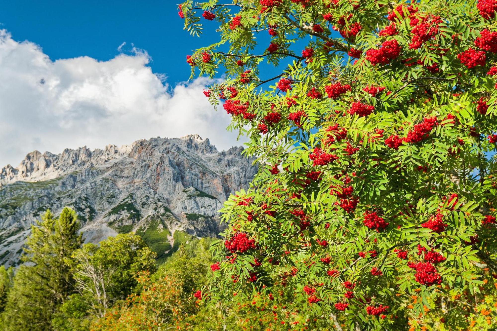 Pension Stoffenbauer Ramsau am Dachstein Exteriör bild